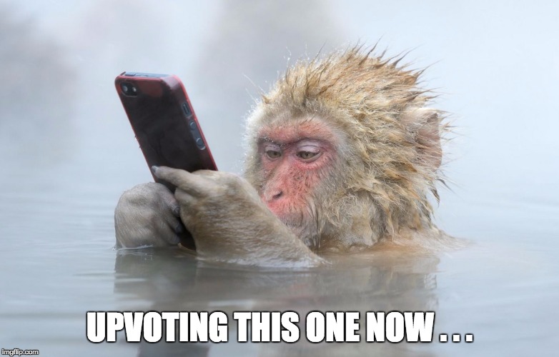monkey in a hot tub with iphone | UPVOTING THIS ONE NOW . . . | image tagged in monkey in a hot tub with iphone | made w/ Imgflip meme maker