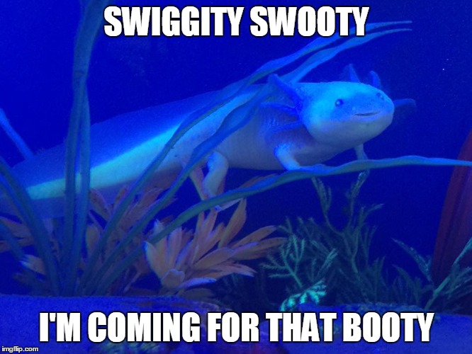 Even Axolotl's comin' for that booty. | SWIGGITY SWOOTY; I'M COMING FOR THAT BOOTY | image tagged in swiggity swooty,coming for that booty,axolotl | made w/ Imgflip meme maker