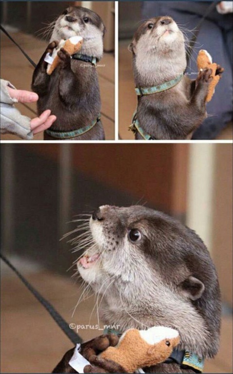 High Quality No you may not otter Blank Meme Template