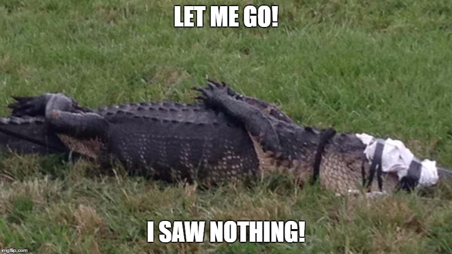 LET ME GO! I SAW NOTHING! | made w/ Imgflip meme maker