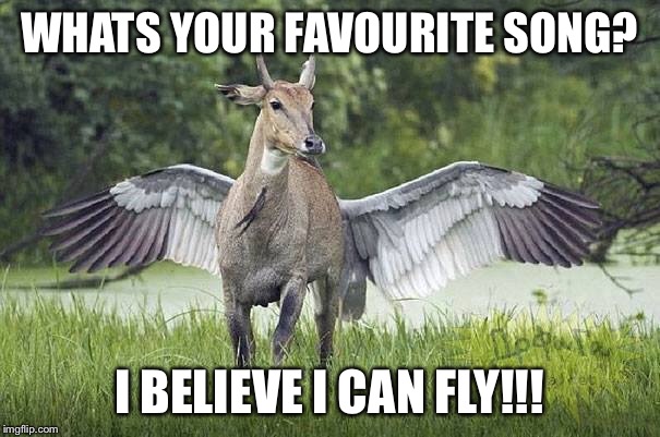 Fly | WHATS YOUR FAVOURITE SONG? I BELIEVE I CAN FLY!!! | image tagged in memes | made w/ Imgflip meme maker