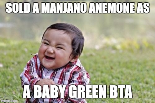 Evil Toddler Meme | SOLD A MANJANO ANEMONE AS; A BABY GREEN BTA | image tagged in memes,evil toddler | made w/ Imgflip meme maker