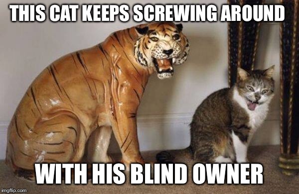 Cat | THIS CAT KEEPS SCREWING AROUND; WITH HIS BLIND OWNER | image tagged in memes | made w/ Imgflip meme maker