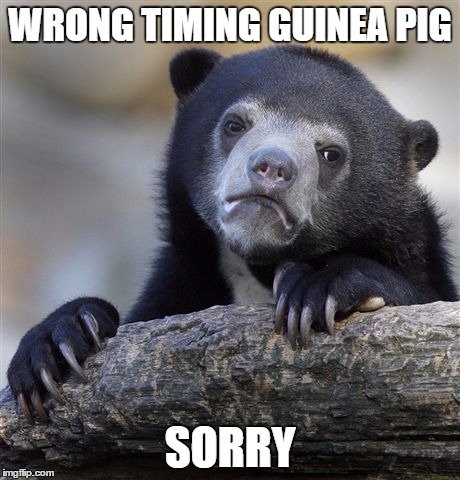 WRONG TIMING GUINEA PIG SORRY | image tagged in memes,confession bear | made w/ Imgflip meme maker