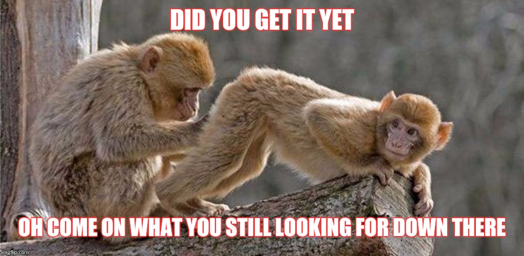 We be digging for gold | DID YOU GET IT YET; OH COME ON WHAT YOU STILL LOOKING FOR DOWN THERE | image tagged in memes,funny,monkey | made w/ Imgflip meme maker