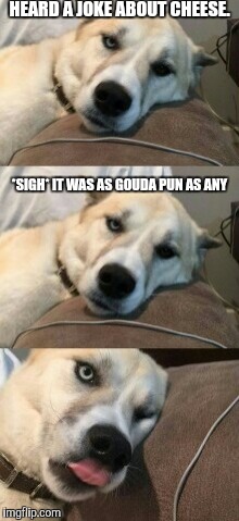 Bored Pun Dog | HEARD A JOKE ABOUT CHEESE. *SIGH* IT WAS AS GOUDA PUN AS ANY | image tagged in bored pun dog | made w/ Imgflip meme maker