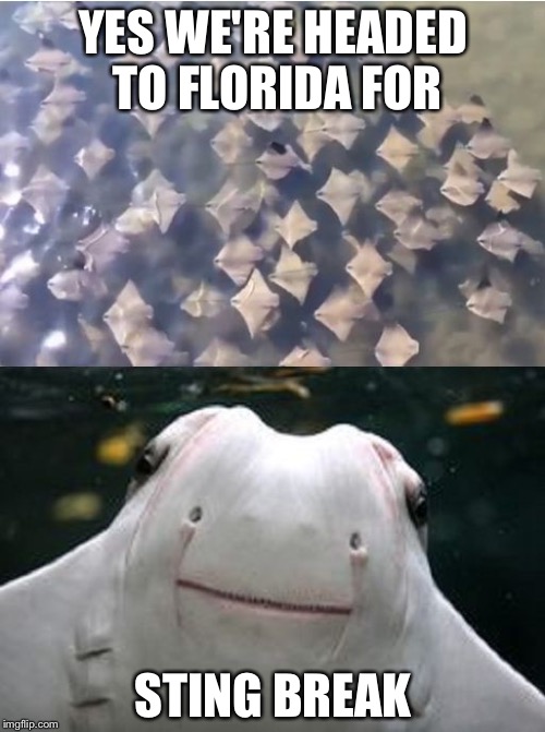 Sting Rays | YES WE'RE HEADED TO FLORIDA FOR STING BREAK | image tagged in sting rays | made w/ Imgflip meme maker