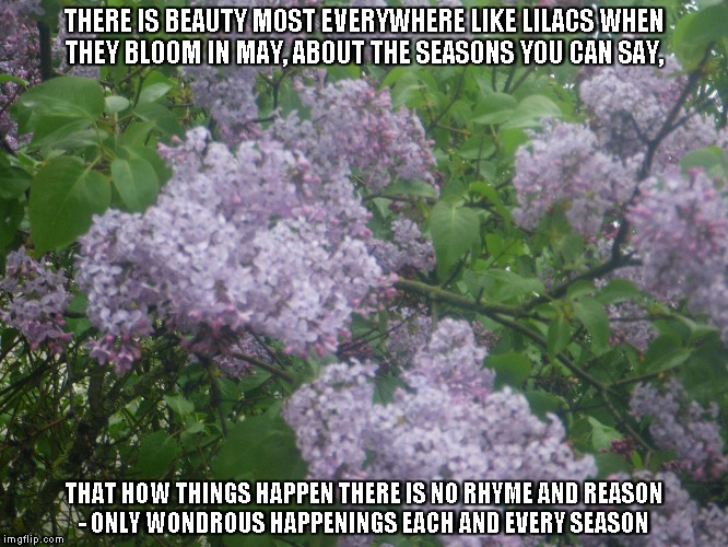 Seasons | THERE IS BEAUTY MOST EVERYWHERE LIKE LILACS WHEN THEY BLOOM IN MAY,
ABOUT THE SEASONS YOU CAN SAY, THAT HOW THINGS HAPPEN THERE IS NO RHYME AND REASON -
ONLY WONDROUS HAPPENINGS EACH AND EVERY SEASON | image tagged in seasons,may,lilacs,beauty | made w/ Imgflip meme maker