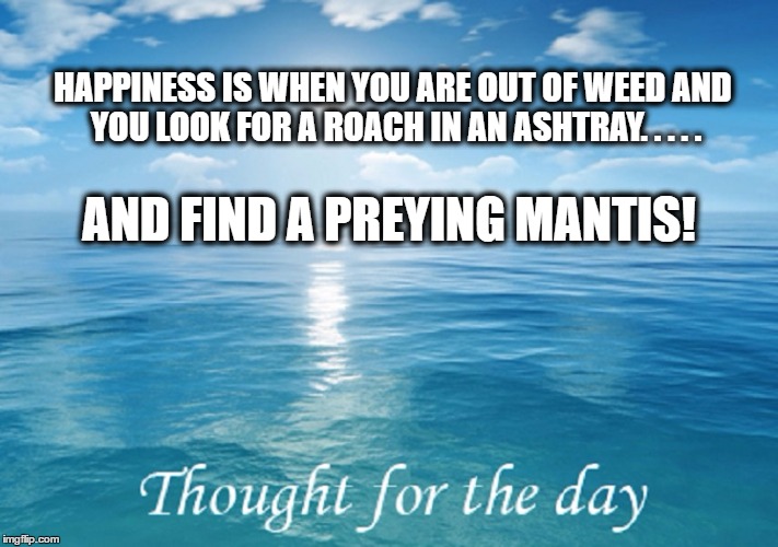 Happiness is..... | HAPPINESS IS WHEN YOU ARE OUT OF WEED AND YOU LOOK FOR A ROACH IN AN ASHTRAY. . . . . AND FIND A PREYING MANTIS! | image tagged in marijuana,pot,funny meme,too funny,meme | made w/ Imgflip meme maker