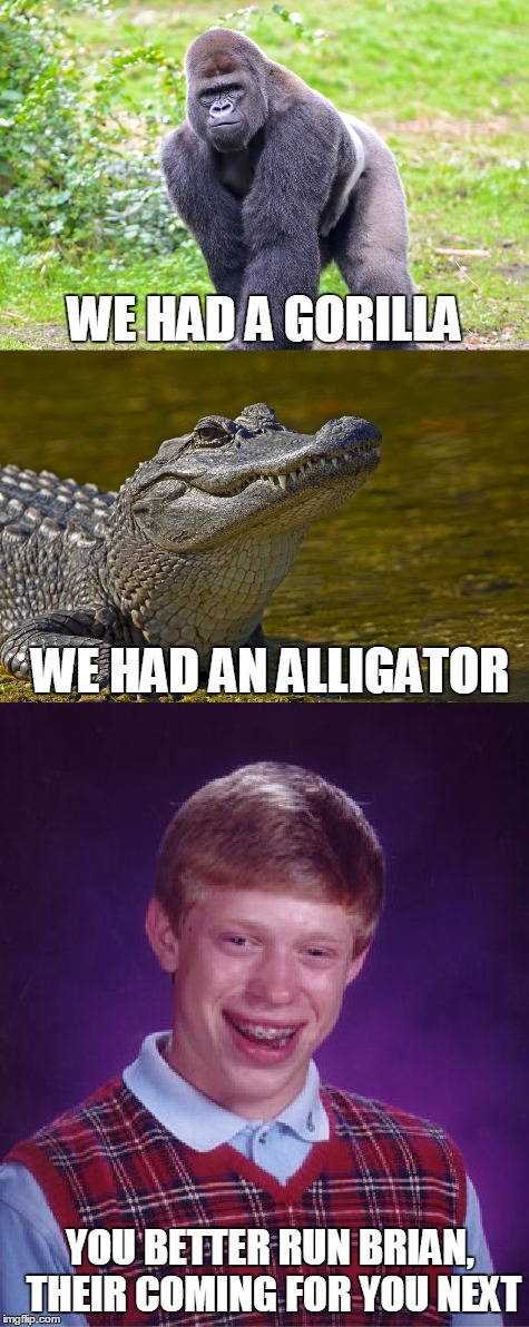 Run brian | WE HAD A GORILLA; WE HAD AN ALLIGATOR; YOU BETTER RUN BRIAN, THEIR COMING FOR YOU NEXT | image tagged in gorilla,alligator,bad luck brian | made w/ Imgflip meme maker