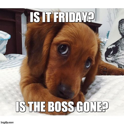 IS IT FRIDAY? IS THE BOSS GONE? | image tagged in puppo | made w/ Imgflip meme maker