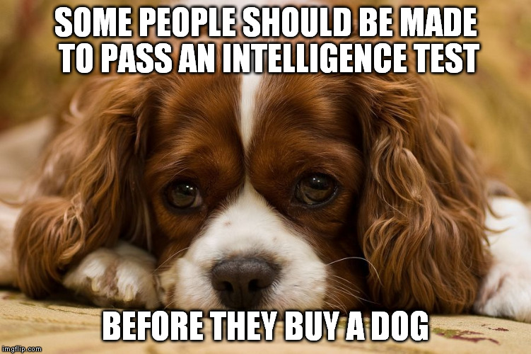 intelligence | SOME PEOPLE SHOULD BE MADE TO PASS AN INTELLIGENCE TEST; BEFORE THEY BUY A DOG | image tagged in dogs | made w/ Imgflip meme maker