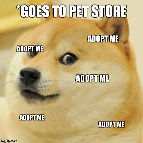 Doge Meme | *GOES TO PET STORE; ADOPT ME; ADOPT ME; ADOPT ME; ADOPT ME; ADOPT ME | image tagged in memes,doge | made w/ Imgflip meme maker