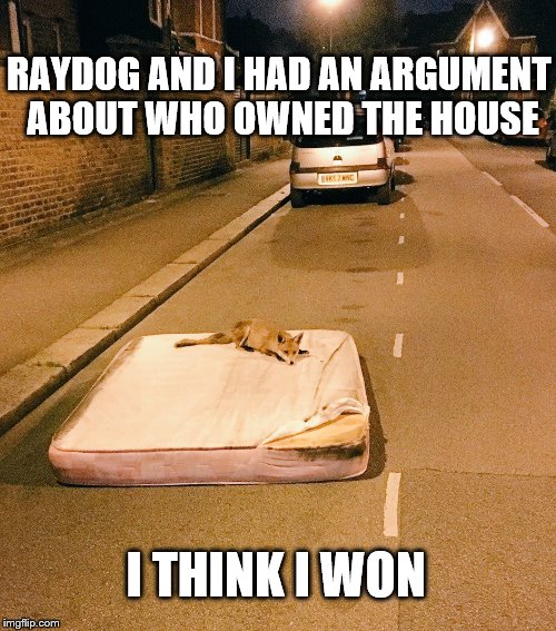 Raydog VS Fox Returns in: Raydog the Ex. | RAYDOG AND I HAD AN ARGUMENT ABOUT WHO OWNED THE HOUSE; I THINK I WON | image tagged in meme,film idea,fox,raydog | made w/ Imgflip meme maker