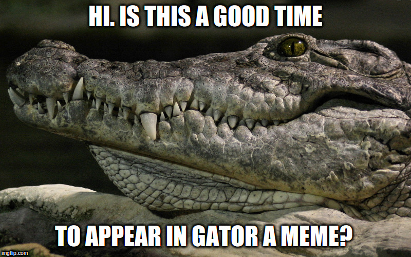 Gator meme. Quite about time! | HI. IS THIS A GOOD TIME; TO APPEAR IN GATOR A MEME? | image tagged in alligator,memes,alligator meme | made w/ Imgflip meme maker