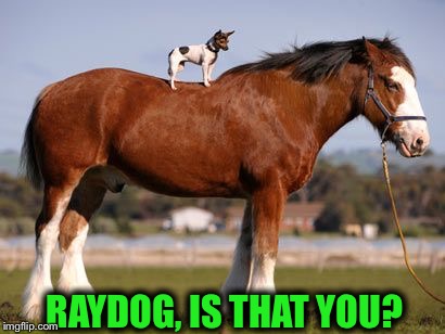 Raydog gets a new steed... | RAYDOG, IS THAT YOU? | image tagged in horse,memes,raydog,evilmandoevil | made w/ Imgflip meme maker