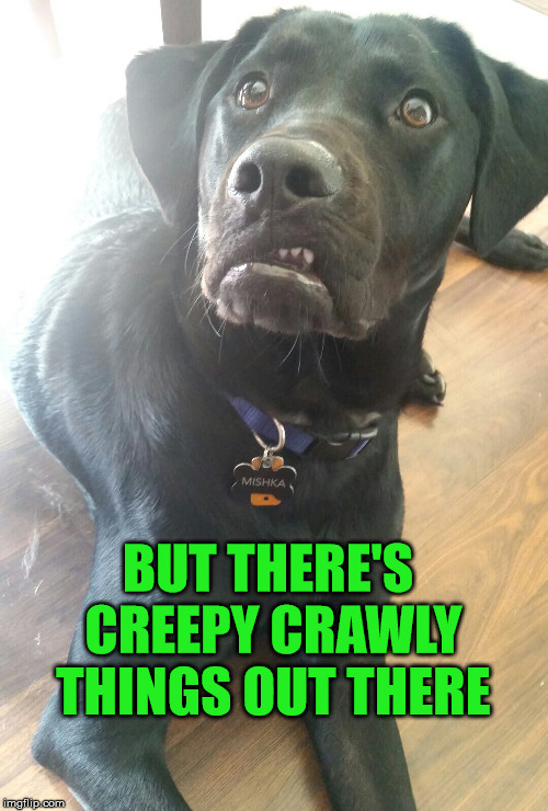 BUT THERE'S CREEPY CRAWLY THINGS OUT THERE | made w/ Imgflip meme maker