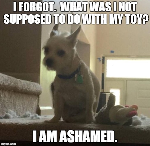 I am ashamed. | I FORGOT.  WHAT WAS I NOT SUPPOSED TO DO WITH MY TOY? I AM ASHAMED. | image tagged in pet shaming,pets,dwayne,puppy | made w/ Imgflip meme maker