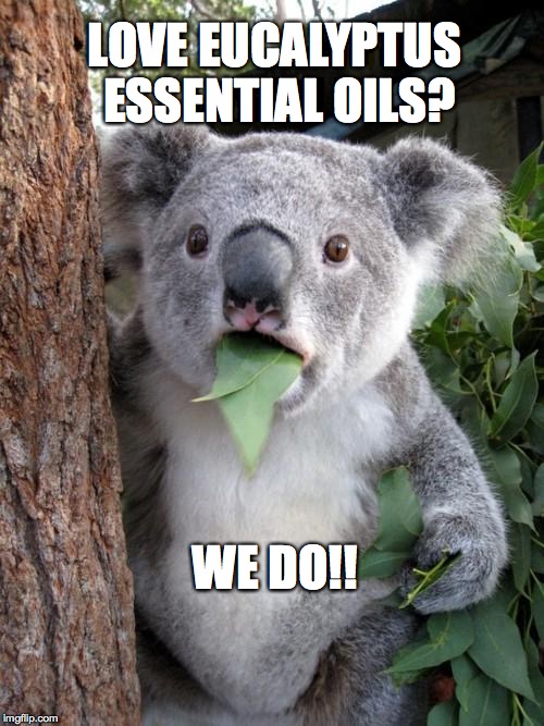 Eucalyptus anyone? | LOVE EUCALYPTUS ESSENTIAL OILS? WE DO!! | image tagged in memes,surprised koala | made w/ Imgflip meme maker