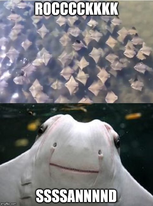 Sting Rays | ROCCCCKKKK SSSSANNNND | image tagged in sting rays | made w/ Imgflip meme maker