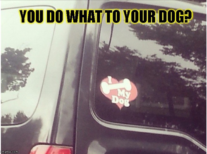 You Do What?! |  YOU DO WHAT TO YOUR DOG? | image tagged in funny,bumper sticker,memes,beastiality | made w/ Imgflip meme maker