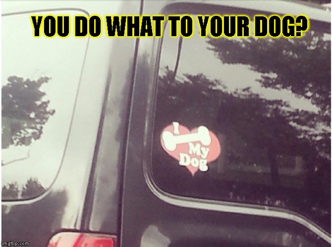 You Do What?! | YOU DO WHAT TO YOUR DOG? | image tagged in funny,bumper sticker,memes,beastiality | made w/ Imgflip meme maker