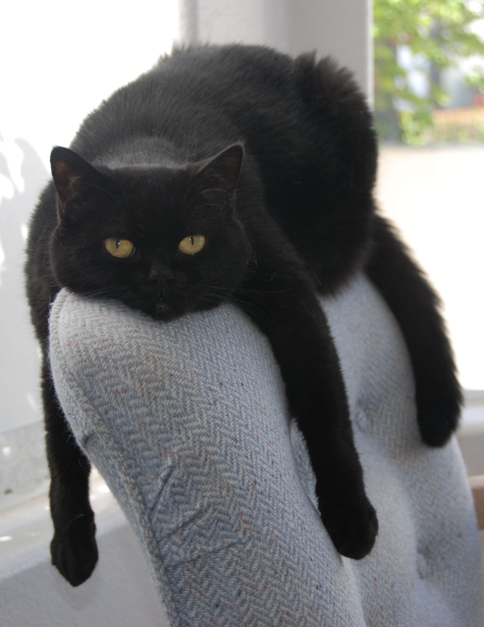 High Quality Black Cat Draped on Chair Blank Meme Template