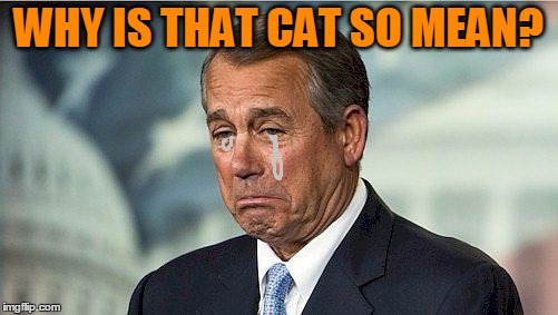 WHY IS THAT CAT SO MEAN? | image tagged in john boehner cwy | made w/ Imgflip meme maker