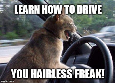 When Puss Puss gets road rage. | LEARN HOW TO DRIVE; YOU HAIRLESS FREAK! | image tagged in catsale,road rage,driving | made w/ Imgflip meme maker