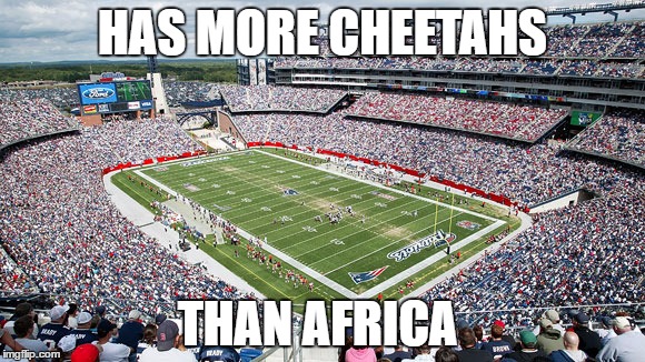 Gillette Stadium | HAS MORE CHEETAHS; THAN AFRICA | image tagged in gillette stadium | made w/ Imgflip meme maker