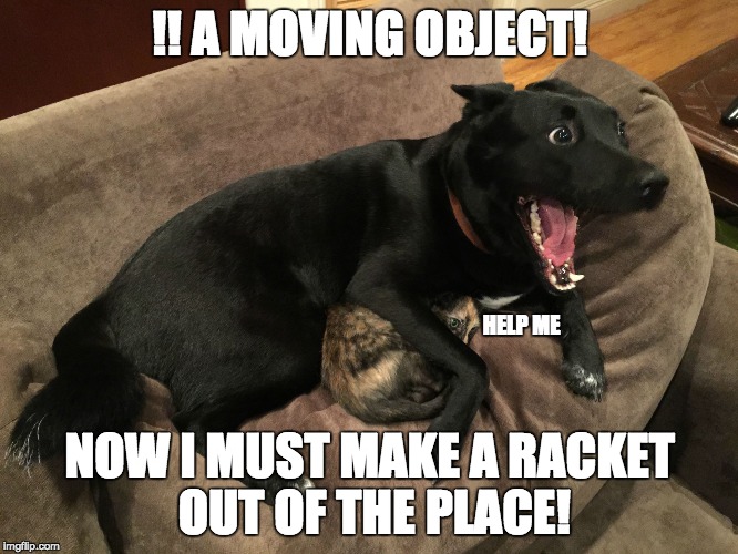 If you've ever owned a puppy :) | !! A MOVING OBJECT! HELP ME; NOW I MUST MAKE A RACKET OUT OF THE PLACE! | image tagged in dogs,cats,funny | made w/ Imgflip meme maker