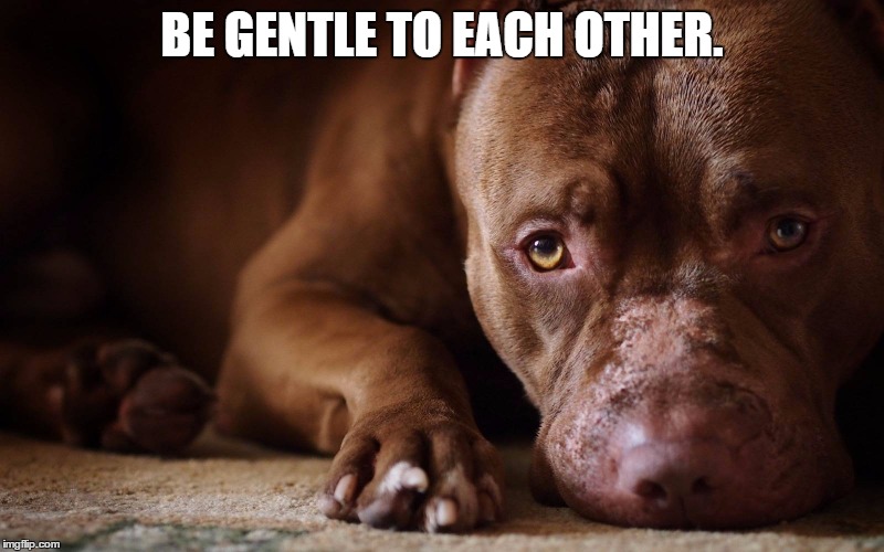 Be gentle . . . . (2016)  | BE GENTLE TO EACH OTHER. | image tagged in pitbull,kindness,christianity | made w/ Imgflip meme maker
