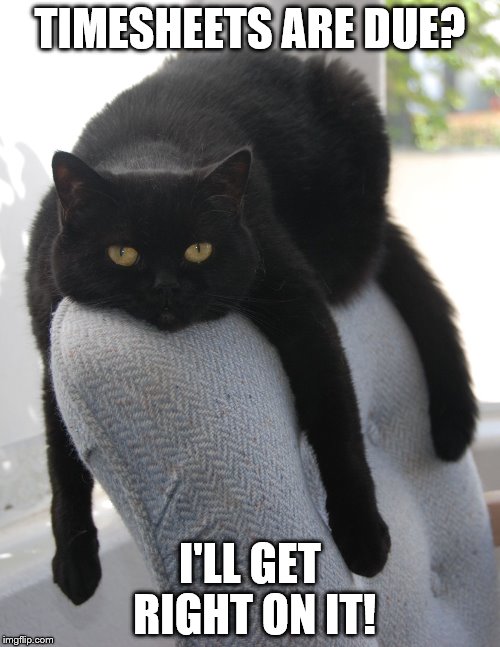 Draped Cat Be Like | TIMESHEETS ARE DUE? I'LL GET RIGHT ON IT! | image tagged in black cat draped on chair,draped cat,timesheet reminder,i'll get right on it | made w/ Imgflip meme maker