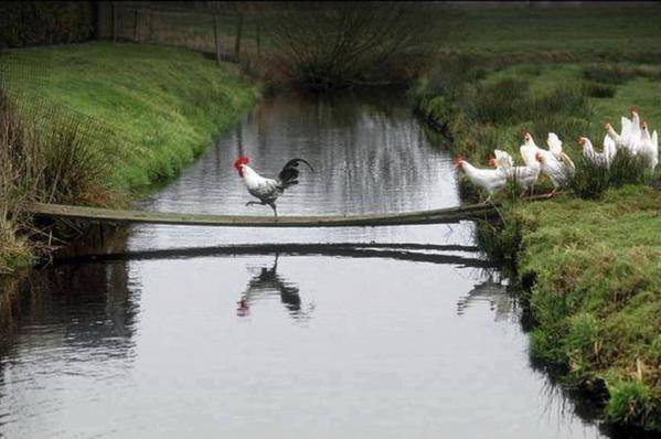 Rooster and chickens Blank Meme Template