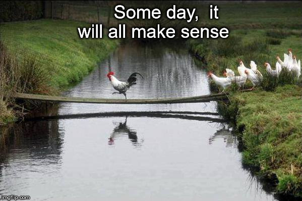 Rooster and chickens | Some day, 
it will all make sense | image tagged in rooster and chickens | made w/ Imgflip meme maker