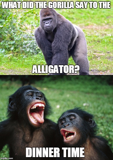bad joke meme is bad | WHAT DID THE GORILLA SAY TO THE; ALLIGATOR? DINNER TIME | image tagged in gorilla,alligator | made w/ Imgflip meme maker