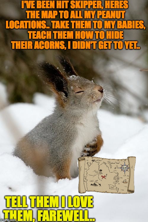 Overly Dramatic Squirrel | I'VE BEEN HIT SKIPPER, HERES THE MAP TO ALL MY PEANUT LOCATIONS.. TAKE THEM TO MY BABIES, TEACH THEM HOW TO HIDE THEIR ACORNS, I DIDN'T GET TO YET.. TELL THEM I LOVE THEM, FAREWELL.. | image tagged in memes,funny,lol,animals,cute,squirrel | made w/ Imgflip meme maker
