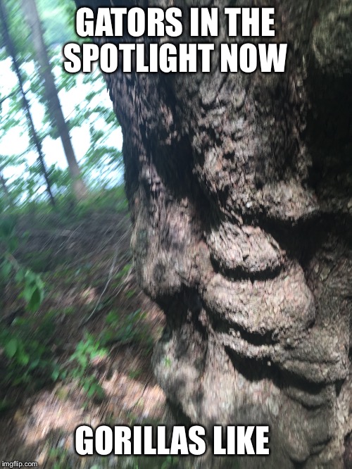 Gorilla tree face  | GATORS IN THE SPOTLIGHT NOW; GORILLAS LIKE | image tagged in gorilla,tree,unhappy | made w/ Imgflip meme maker