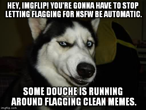 That is, user flagging... Hate it when I catch stuff AFTER I go to Image Page. | HEY, IMGFLIP! YOU'RE GONNA HAVE TO STOP LETTING FLAGGING FOR NSFW BE AUTOMATIC. SOME DOUCHE IS RUNNING AROUND FLAGGING CLEAN MEMES. | image tagged in wtf husky,nsfw | made w/ Imgflip meme maker