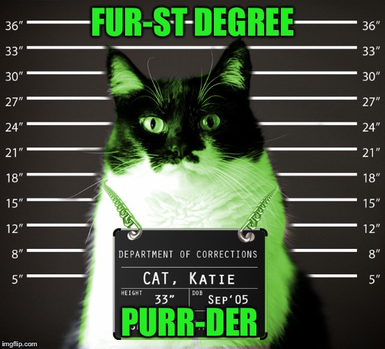 Waiting for Paw-don  | FUR-ST DEGREE; PURR-DER | image tagged in raycat incarcerated,memes | made w/ Imgflip meme maker