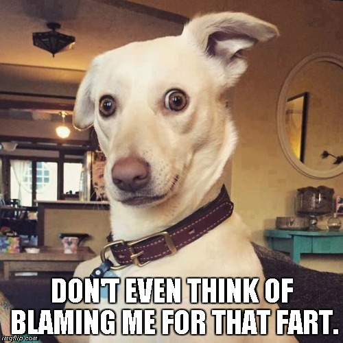 blame the dog | DON'T EVEN THINK OF BLAMING ME FOR THAT FART. | image tagged in dog,fart,blame | made w/ Imgflip meme maker