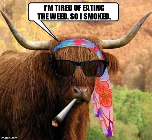Hippie Cow Yeah. | I'M TIRED OF EATING THE WEED, SO I SMOKED. | image tagged in hippie cow yeah,funny memes,lol,cows,hippies | made w/ Imgflip meme maker