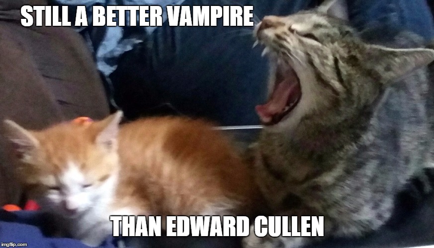 STILL A BETTER VAMPIRE; THAN EDWARD CULLEN | image tagged in twilight,cat,vampire | made w/ Imgflip meme maker