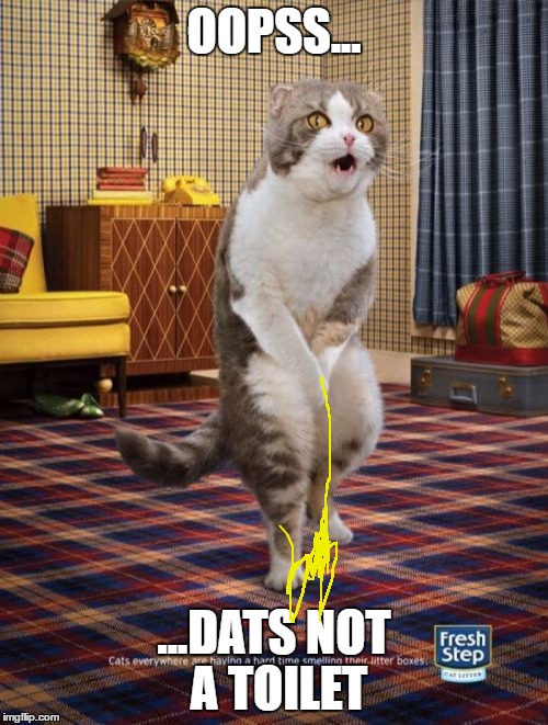 opps cat | OOPSS... ...DATS NOT A TOILET | image tagged in memes,gotta go cat | made w/ Imgflip meme maker