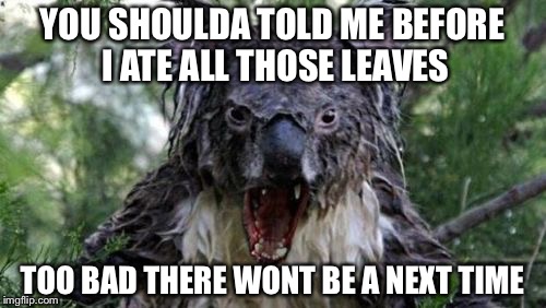 Angry Koala | YOU SHOULDA TOLD ME BEFORE I ATE ALL THOSE LEAVES; TOO BAD THERE WONT BE A NEXT TIME | image tagged in memes,angry koala | made w/ Imgflip meme maker