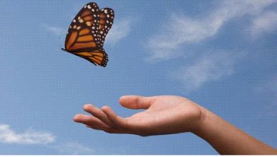 High Quality Butterfly release Blank Meme Template
