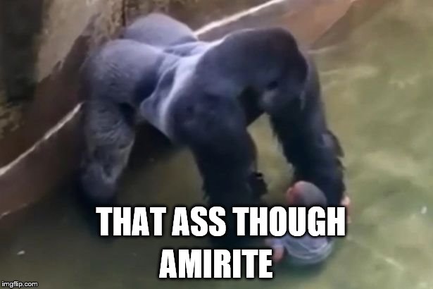 zoo gorilla | THAT ASS THOUGH; AMIRITE | image tagged in zoo gorilla | made w/ Imgflip meme maker