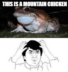 Looks like Chicken to me. | THIS IS A MOUNTAIN CHICKEN | image tagged in jackie chan wtf,wtf humanity,wtf | made w/ Imgflip meme maker