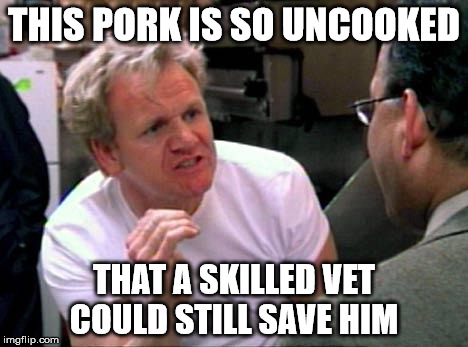 Gordon Ramsay | THIS PORK IS SO UNCOOKED; THAT A SKILLED VET COULD STILL SAVE HIM | image tagged in gordon ramsay | made w/ Imgflip meme maker