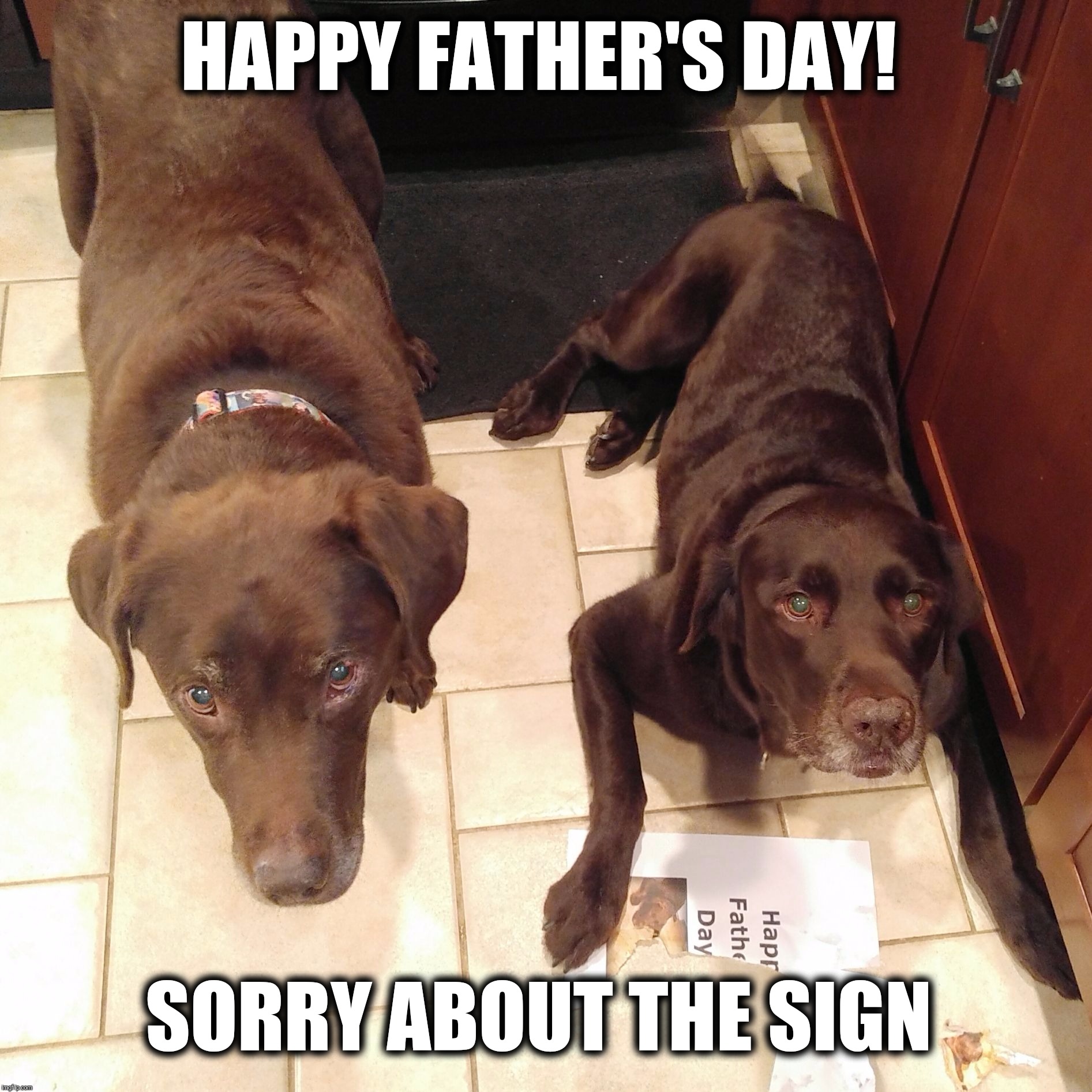 Happy Father's Day!  | HAPPY FATHER'S DAY! SORRY ABOUT THE SIGN | image tagged in chuckie the chocolate lab,happy father's day,father's day,funny dogs,labrador,funny memes | made w/ Imgflip meme maker